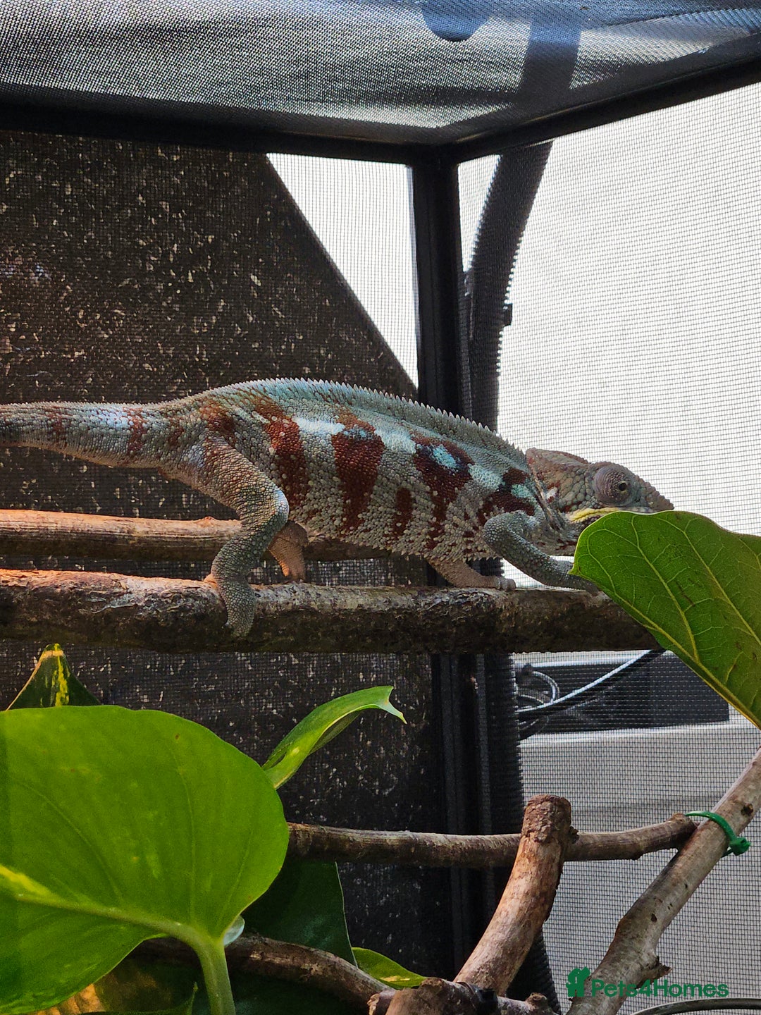 Chameleon reptiles for sale: Rare Nosy Boraha, Male, Panther Chameleon - Image 9