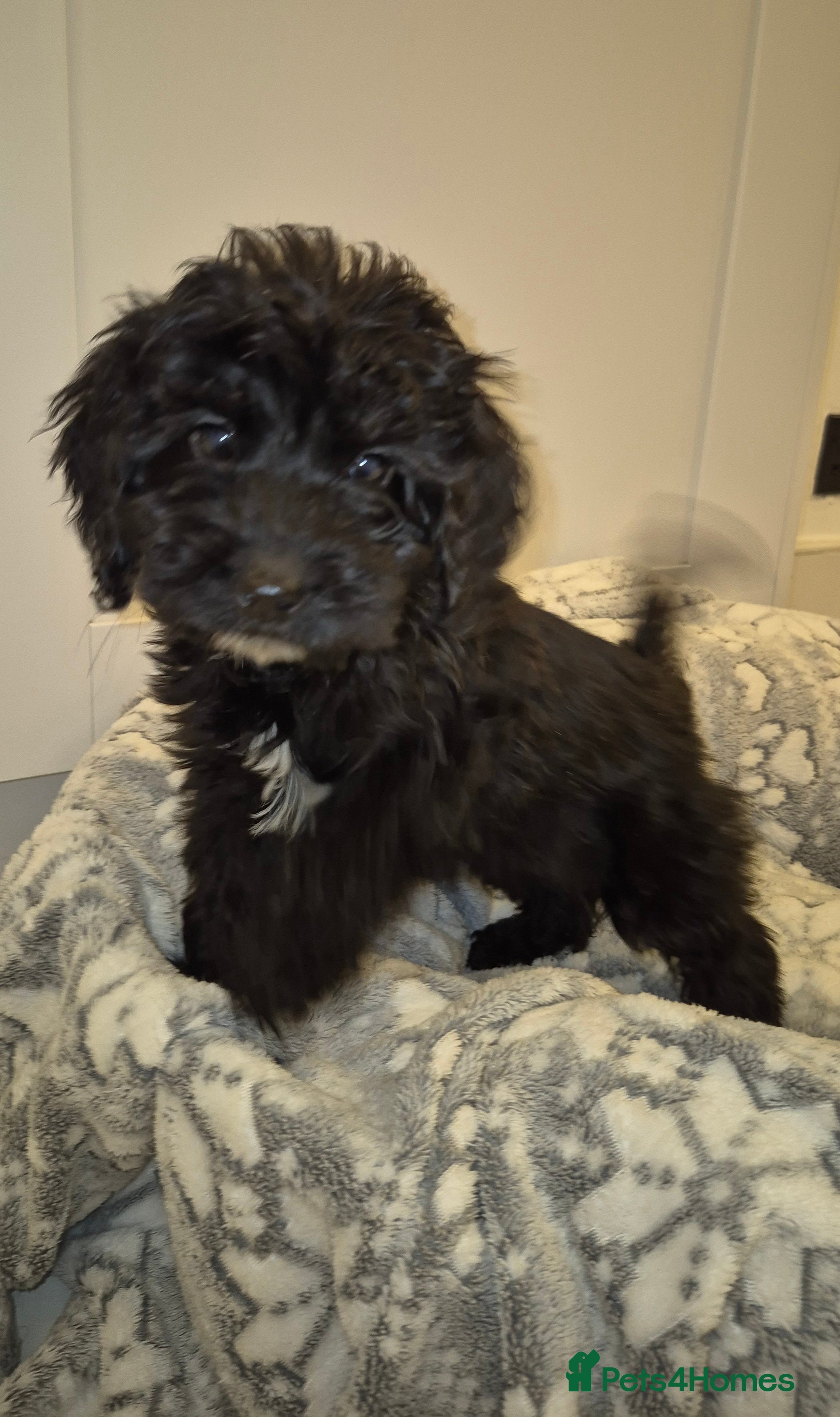 Cockapoo dogs FULLY VACCINATED Cockapoo pup GIRL ONLY - Advert 4