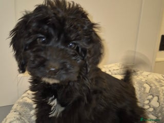 Cockapoo dogs FULLY VACCINATED Cockapoo pup GIRL ONLY - Advert 4