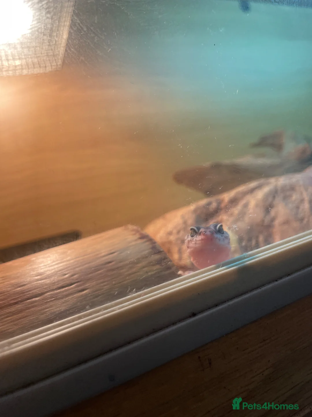 Leopard Gecko reptiles for sale: Leopard Geko with full enclosure set up in Leeds - Advert 1