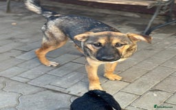 Mixed Breed dogs for adoption: BIBY, a Lovely young girl - for a Loving Home - Advert 24