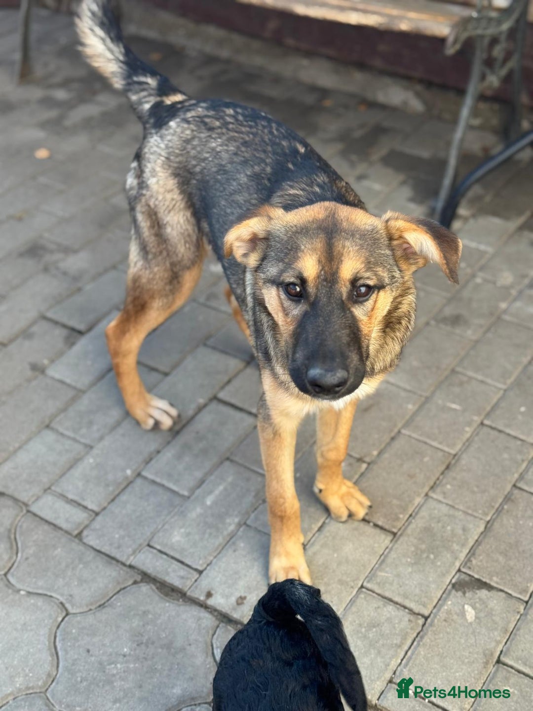 Mixed Breed dogs for adoption: BIBY, a Lovely young girl - for a Loving Home - Advert 24