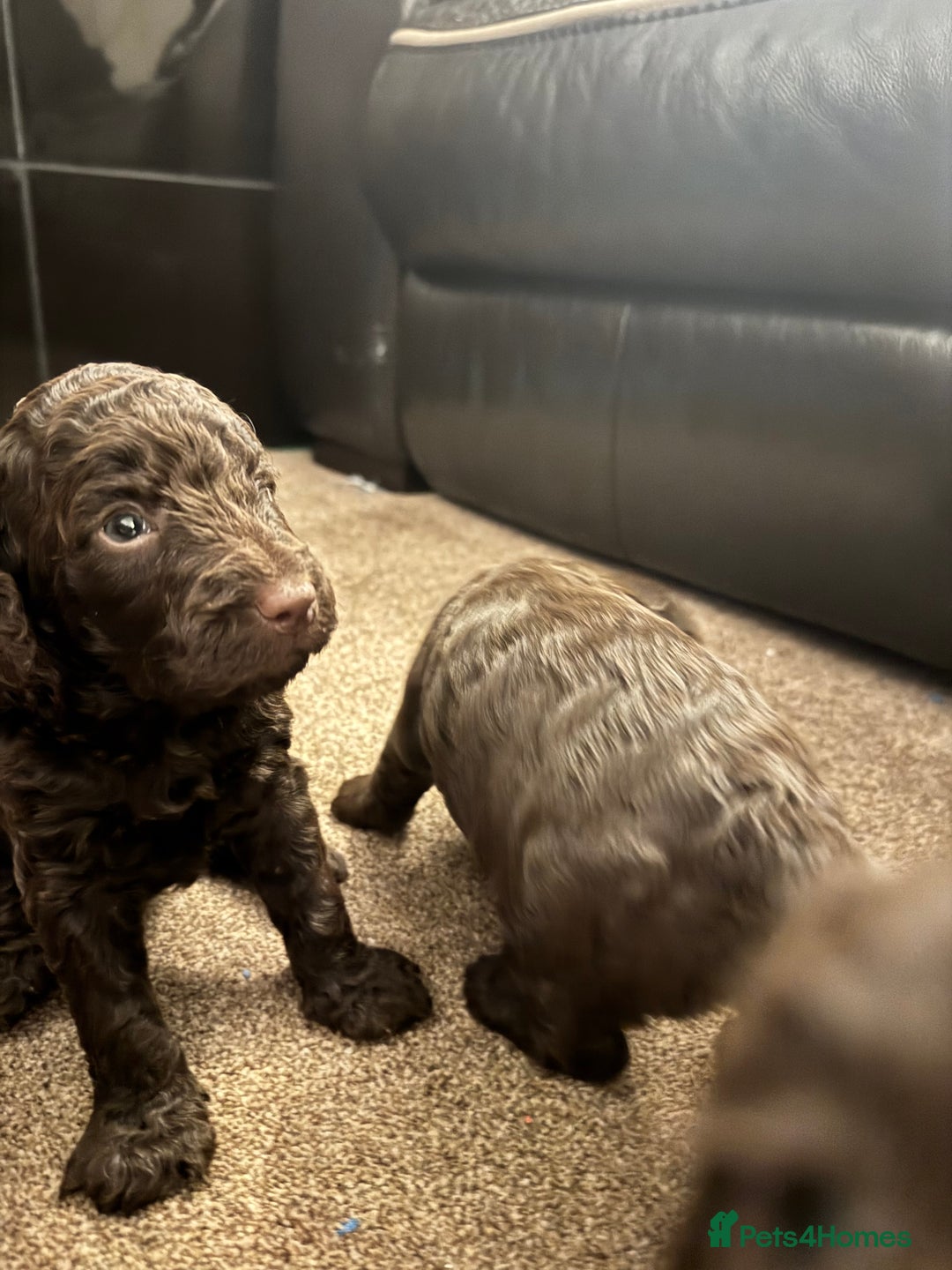 Cockapoo dogs for sale: F2 Cockapoo Puppies - Image 4