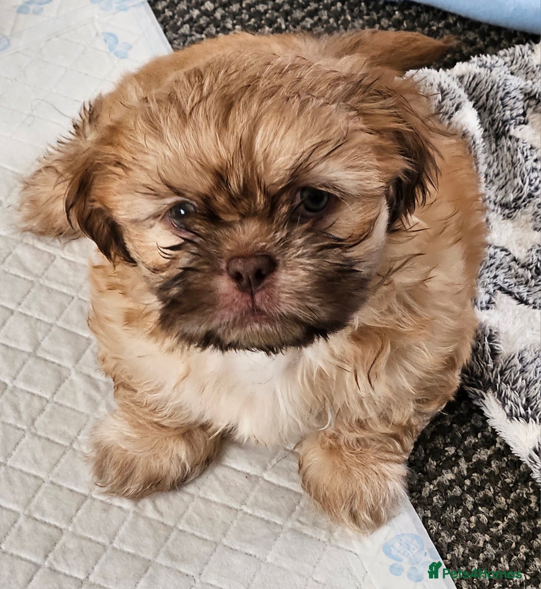Shih Tzu dogs for sale: 1 Standard Shih Tzu boy left - Advert 4