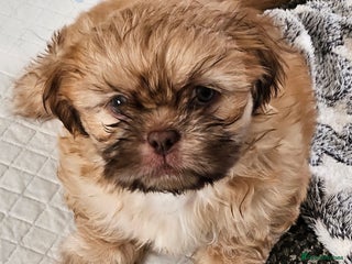Shih Tzu dogs Standard Shih Tzu puppies - Advert 3