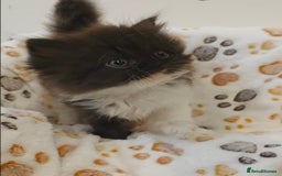 Persian cats for sale: Stunning Persian kittens ready 21st August - Image 8