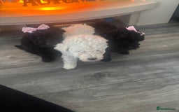 Toy Poodle dogs for sale: Stunning kc toy poodle girls  - Image 6