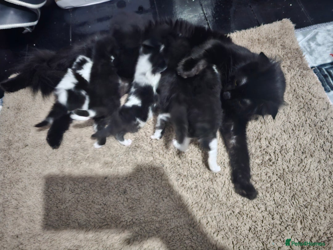 British Longhair cats for sale: Black and white kittens  - Image 7