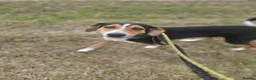 Mixed Breed dogs for adoption: Dotty - Advert 3