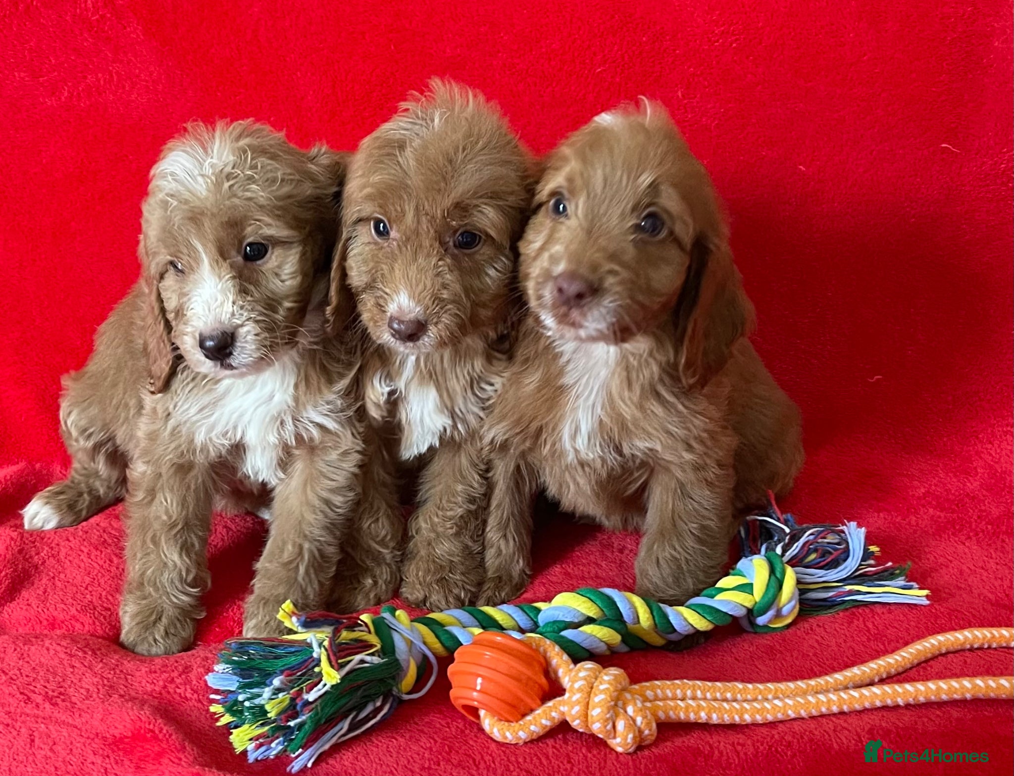 Cockapoo dogs Beautiful F1 cockerpoo pups NOW READY - Advert 2