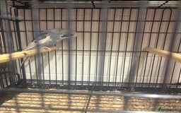Budgerigars birds for sale: Budgies - Image 7