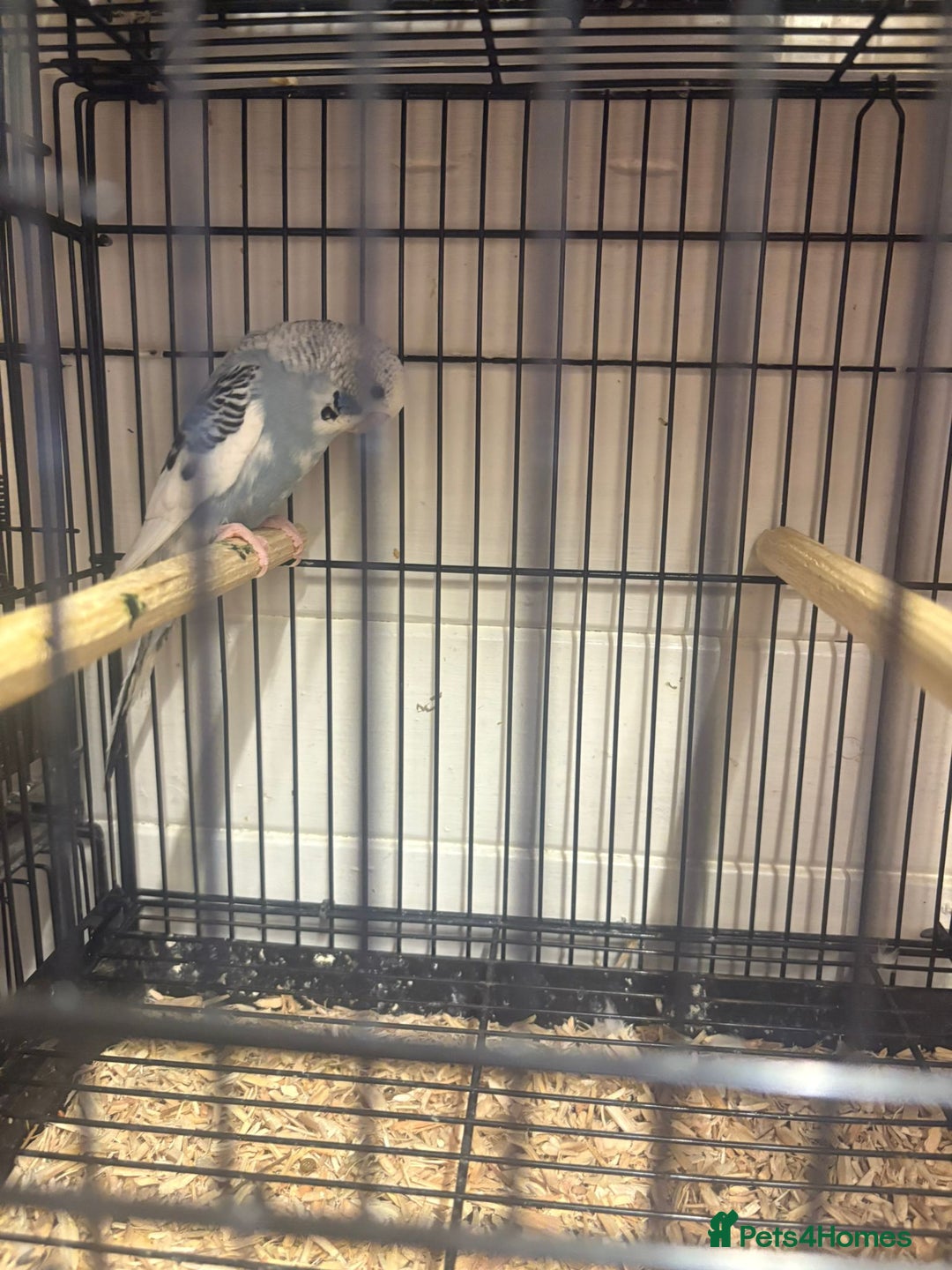 Budgerigars birds for sale: Budgies - Image 7