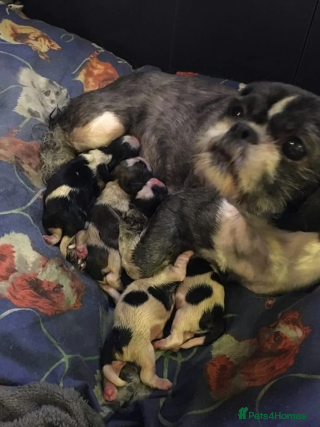 Shih Tzu dogs for stud: KC HARROPINE LUSTY DUSTY FOR STUD ONLY in Bridgend - Advert 8