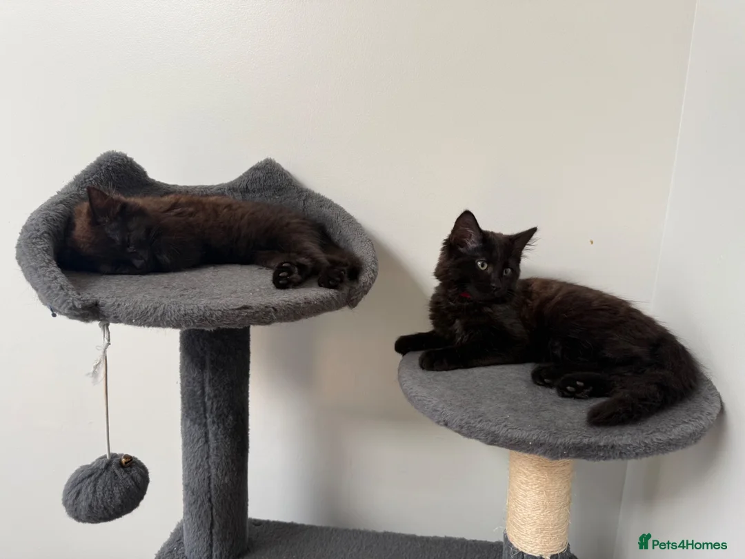 Siberian cats for sale: 4 hypoallergenic Siberian kittens  - Advert 1