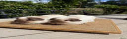 Guinea Pig rodents for sale: Pure bred Californian guinea pigs  - Advert 4