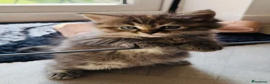 Siberian 4