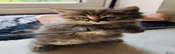 Siberian cats for sale: Beautiful Mix Siberian Kitten - Advert 15