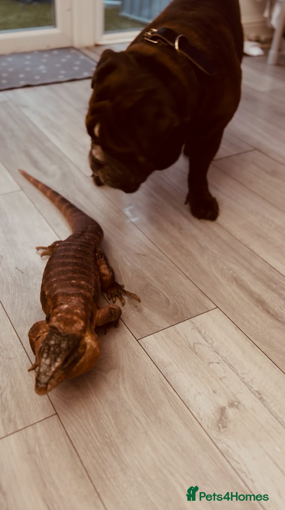Lizard reptiles for sale: Red male tegu - Image 1