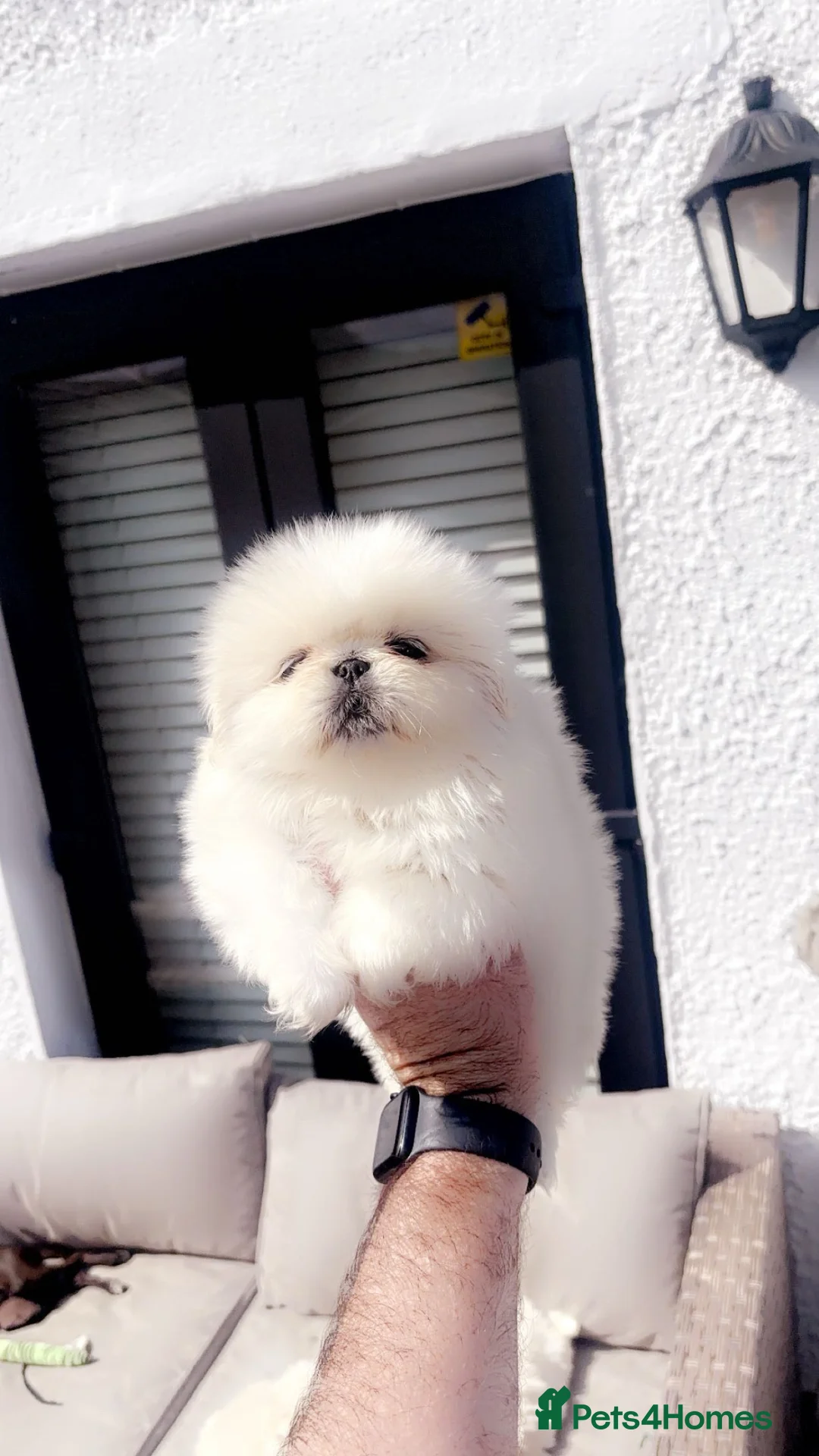 Pekingese dogs for sale: Stunning high quality Pekingese puppies  - Advert 20