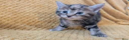 Mixed Breed cats for sale: Beautiful orange, grey and tabby kittens  - Advert 1