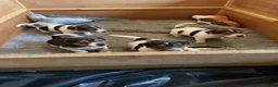 Jack Russell dogs for sale: jack russel puppies - Advert 5