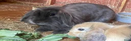 Mini Lion Lop rabbits for sale: Mini Lion Lop Babies & Mom  - Advert 8