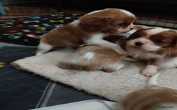 Cavalier King Charles Spaniel dogs for sale: King Charles cavalier puppies ready on 25th Sept! - Image 8