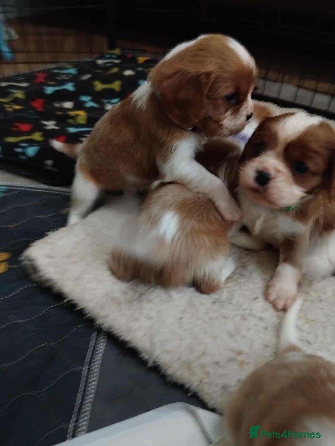 Cavalier King Charles Spaniel dogs for sale: King Charles cavalier puppies ready on 25th Sept! - Image 8
