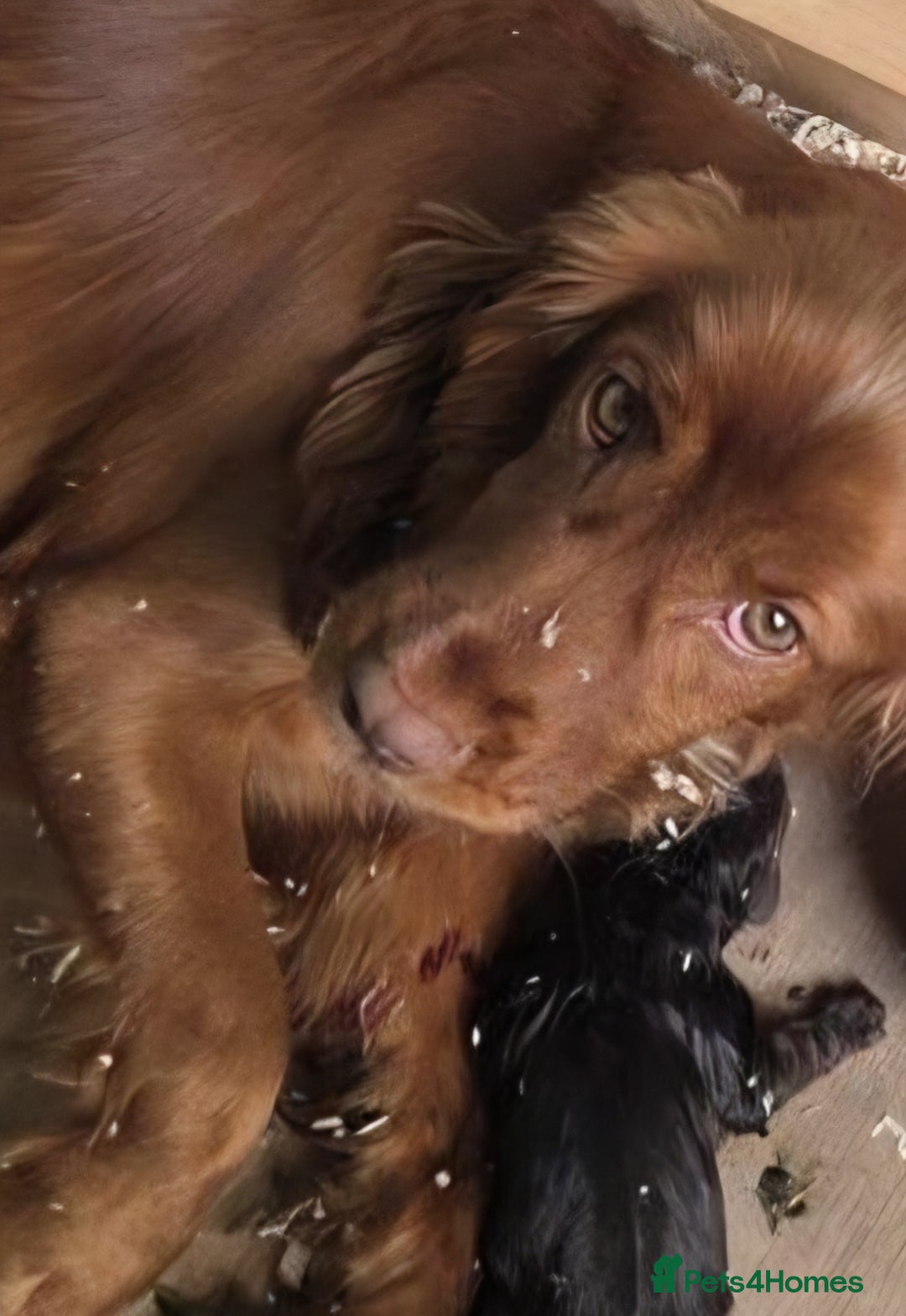 Cocker Spaniel dogs for sale: 🤎 beautiful KC working cocker spaniels🤎 - Advert 8