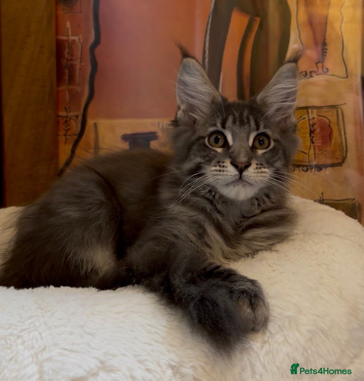 Maine Coon cats BIG QUALITY RUSSIAN SIRED Maine coon boy TICA - Advert 17