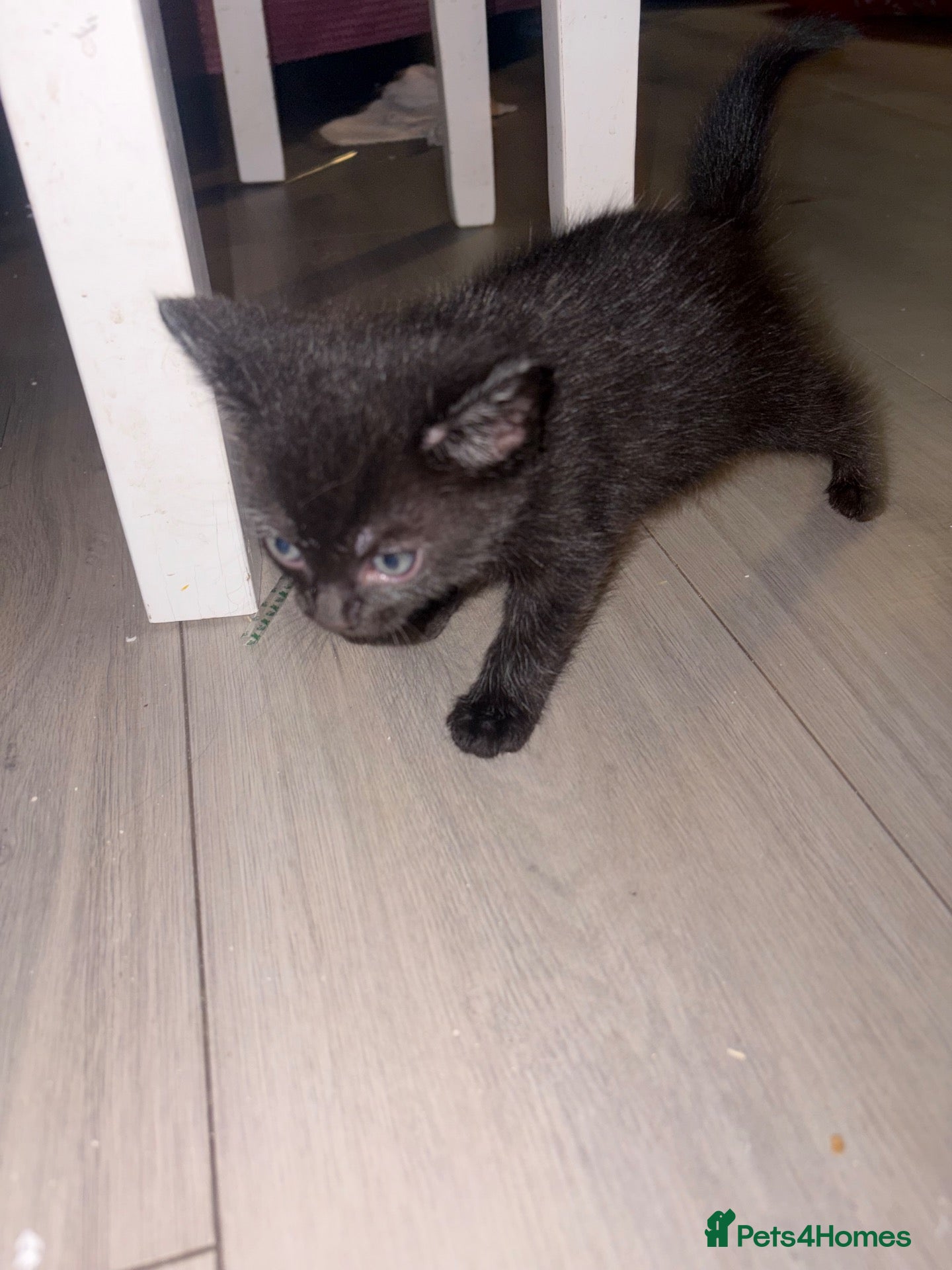 Mixed Breed cats 2 kittens left - Advert 1