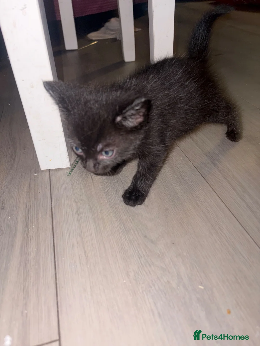 Mixed Breed cats for sale: 2 kittens left in Frome - Advert 1