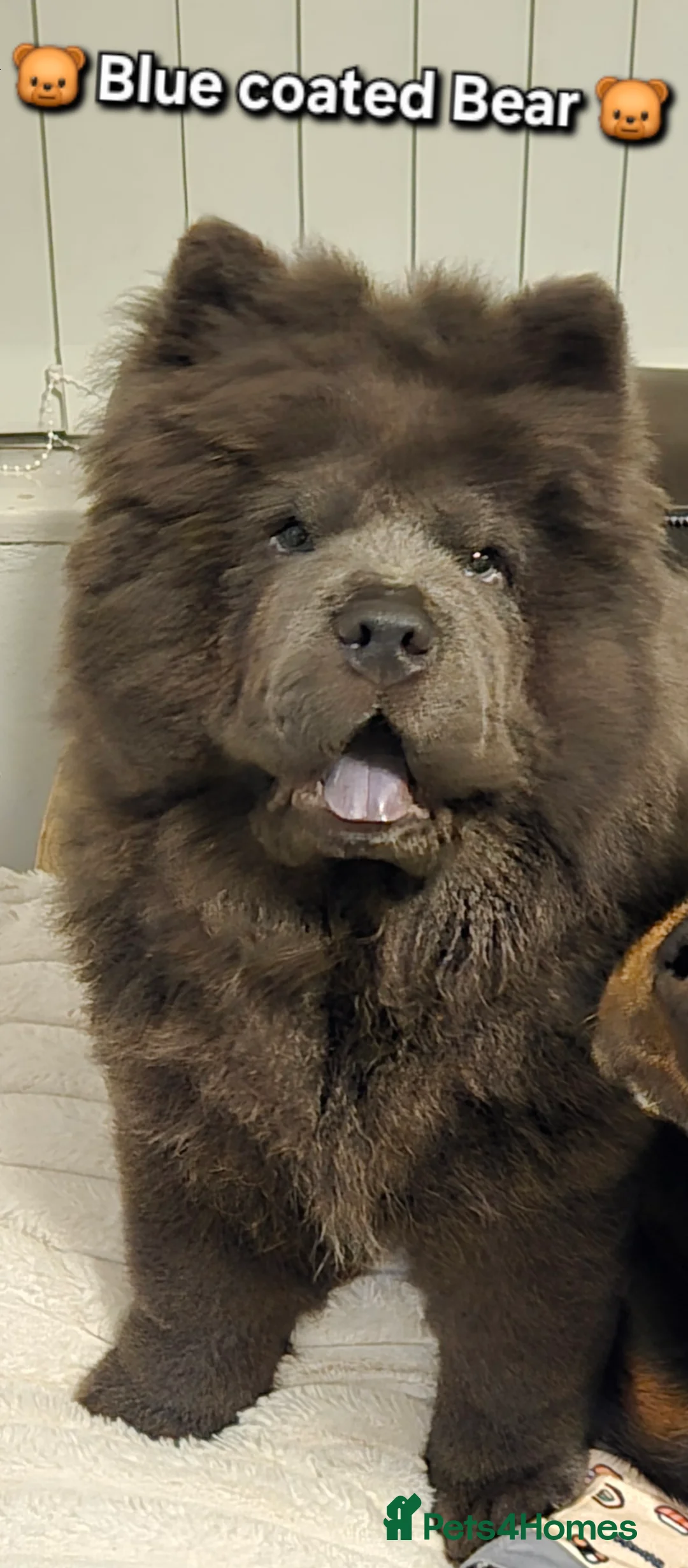 Chow Chow dogs for stud: KC Blue Chow Stud Blue Chow Chow Stud  - Advert 15