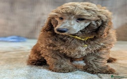 Miniature Poodle dogs for sale: Adorable Miniature Poodle Puppies for Sale - Image 2