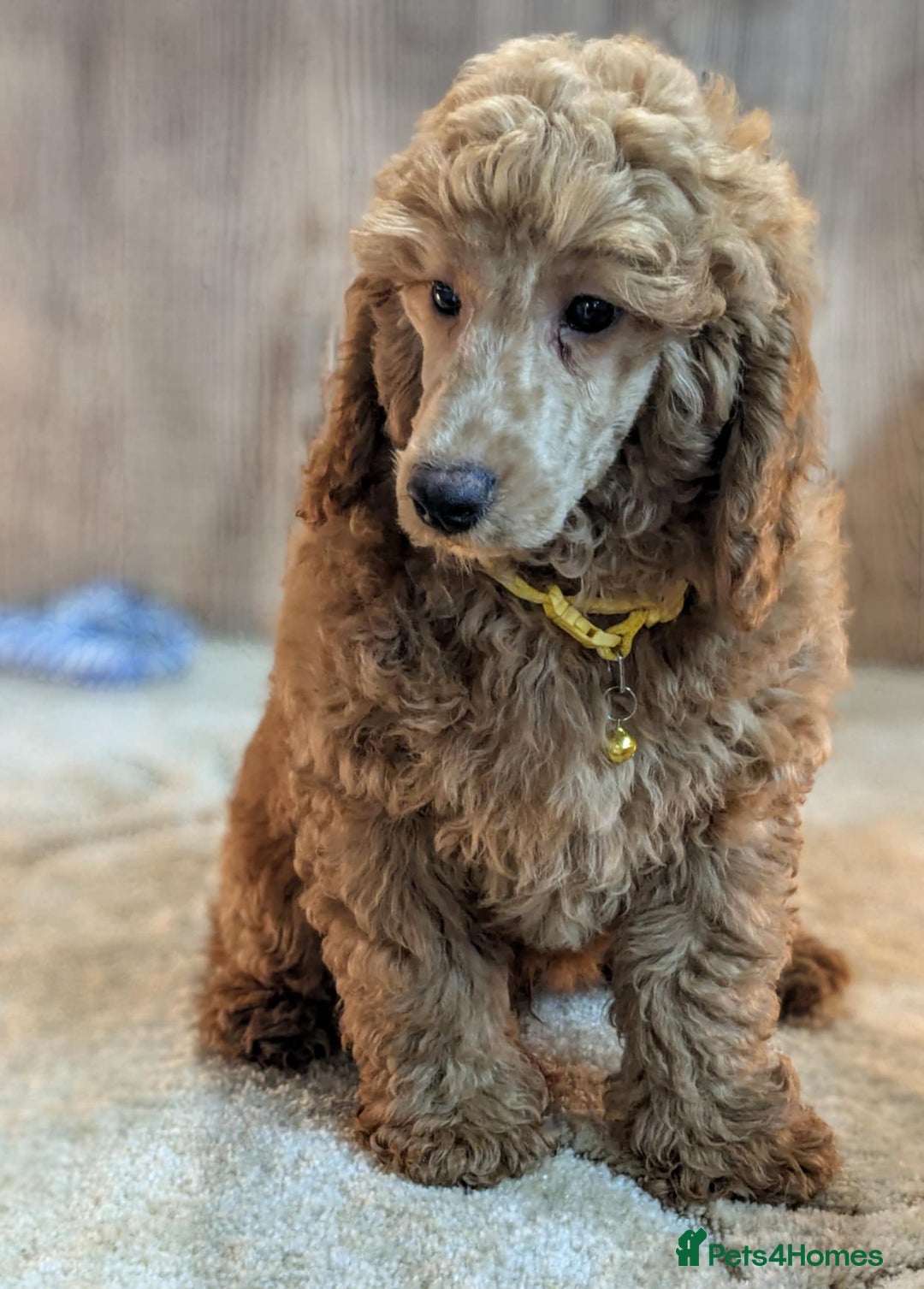 Miniature Poodle dogs for sale: Adorable Miniature Poodle Puppies for Sale - Image 2