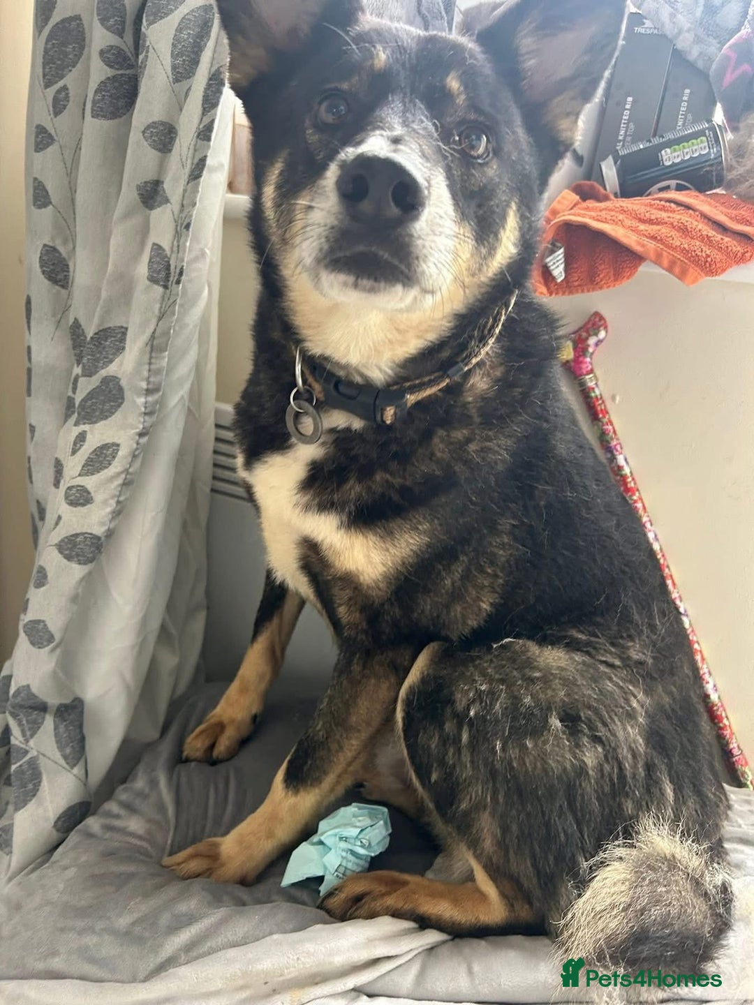 Mixed Breed dogs for adoption: Ben - Norwich Norfolk  - Advert 14