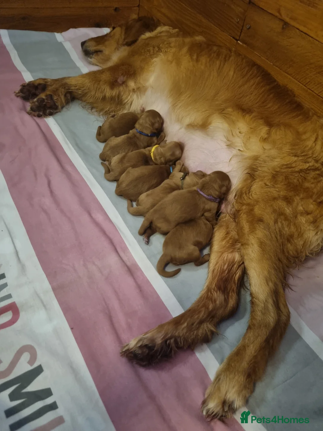 Mini Goldendoodle dogs for sale: F1 Fox Red Health Tested Mini Goldendoodles - Advert 4