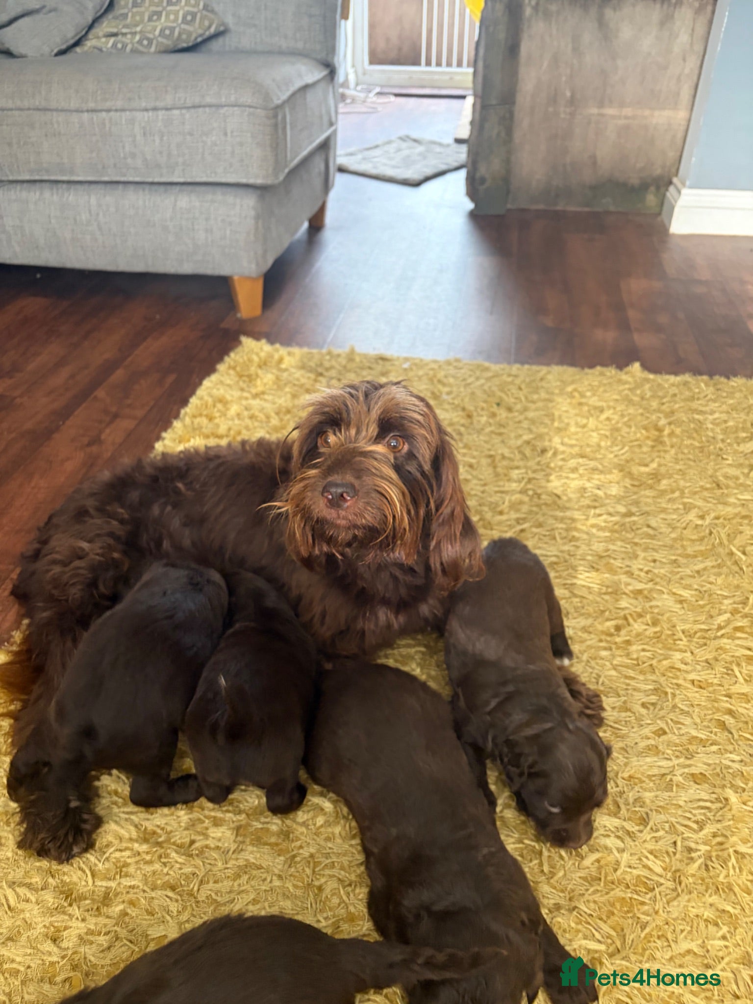 Cockapoo dogs Sprockerdoodledors - Advert 1