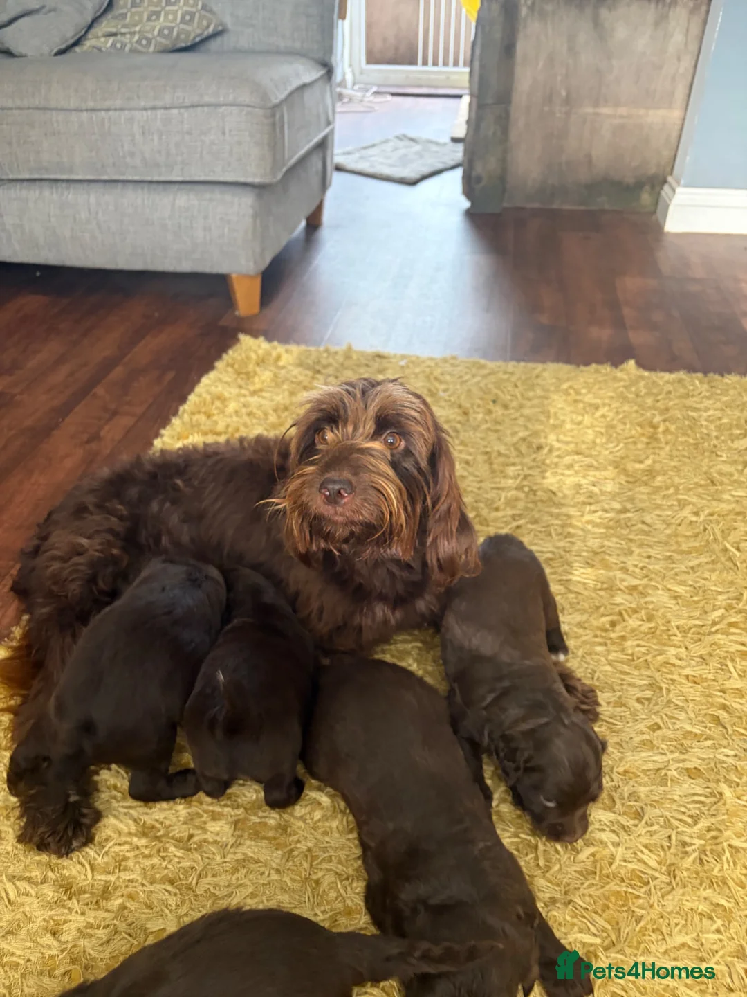 Cockapoo dogs for sale: Sprockerdoodledors - Advert 1