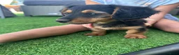 Dachshund dogs for sale: KC REG long haired miniature dachshund - Advert 15