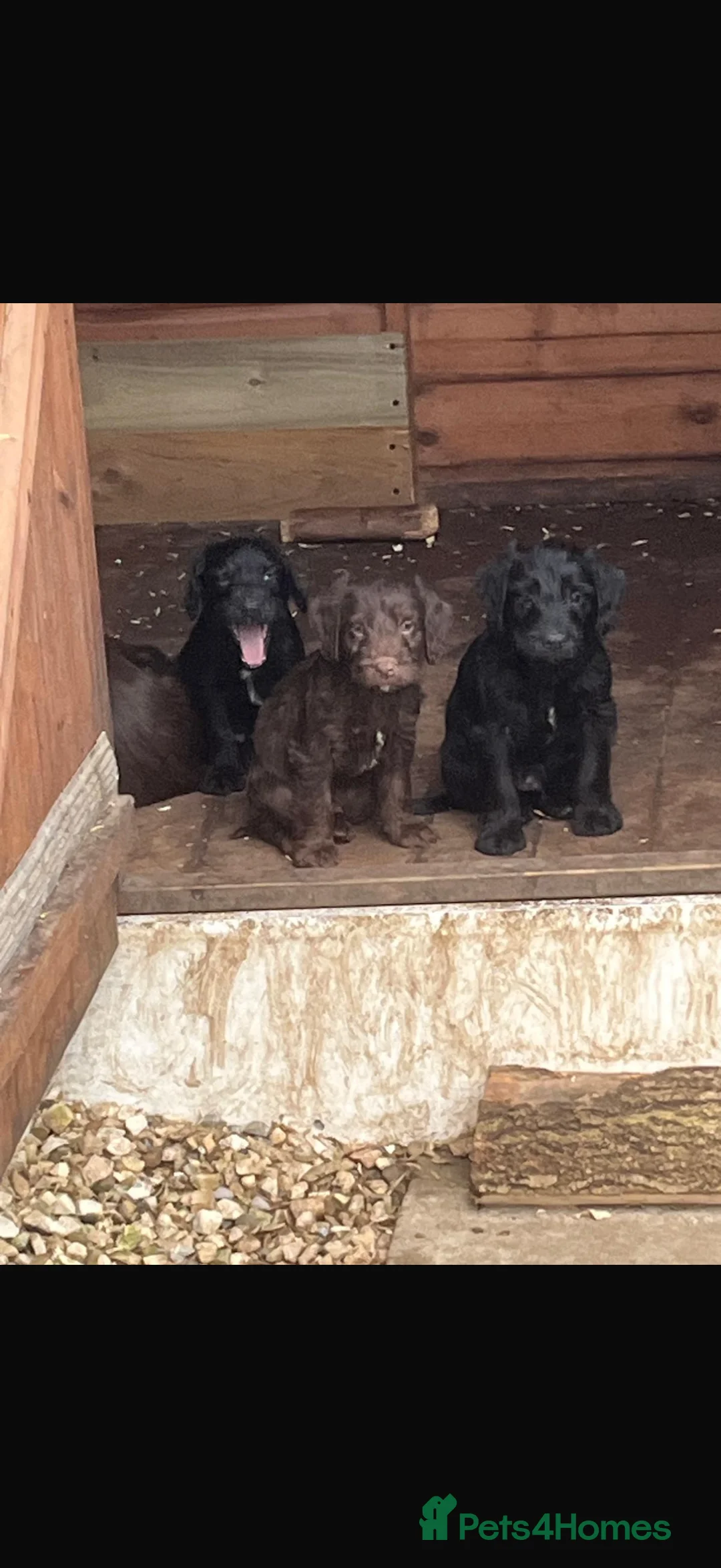Mixed Breed dogs for sale: Bedlington x cocker  - Advert 1