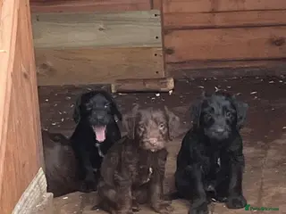 Mixed Breed dogs Bedlington x cocker in Middlesbrough - Advert 5