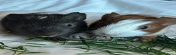Guinea Pig rodents for sale: Hand reared baby guinea pigs males & females - Advert 11