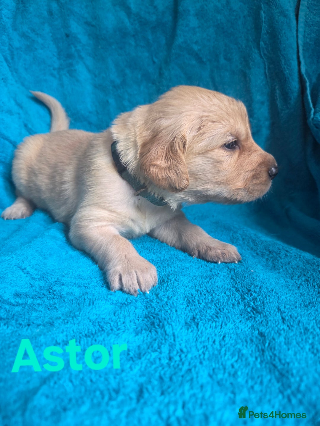 Goldador dogs for sale: Goldador Puppy 5 - Kitanas puppies  - Image 2