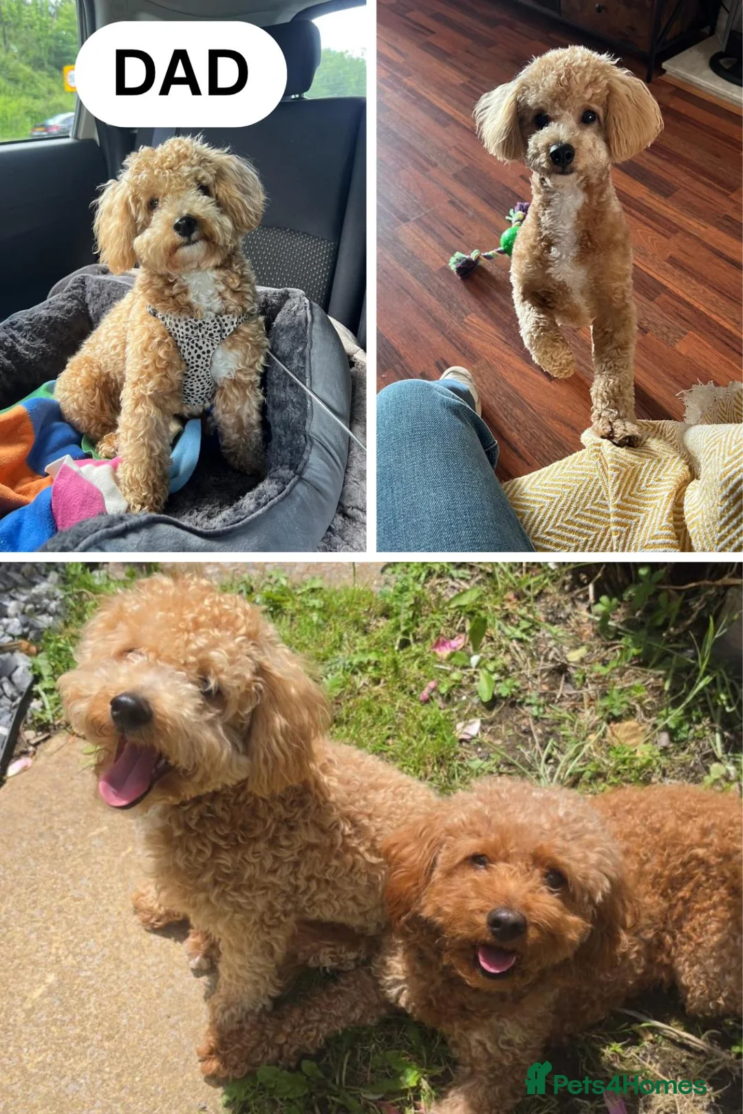 Mixed Breed dogs for sale: Beautiful Cavapoochon Puppies–Raised withMum&Dad🐾 - Advert 2