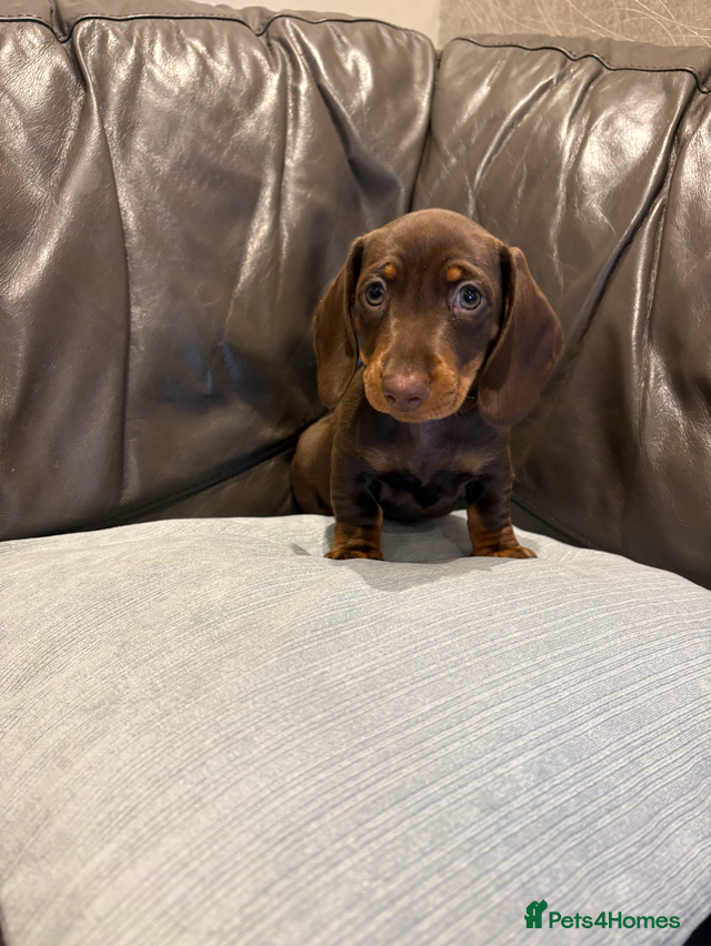 Dachshund dogs Minatare Dachshund - Advert 2