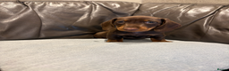 Dachshund dogs for sale: Miniature Dachshund Smooth Haired Dachshunds' - Advert 19