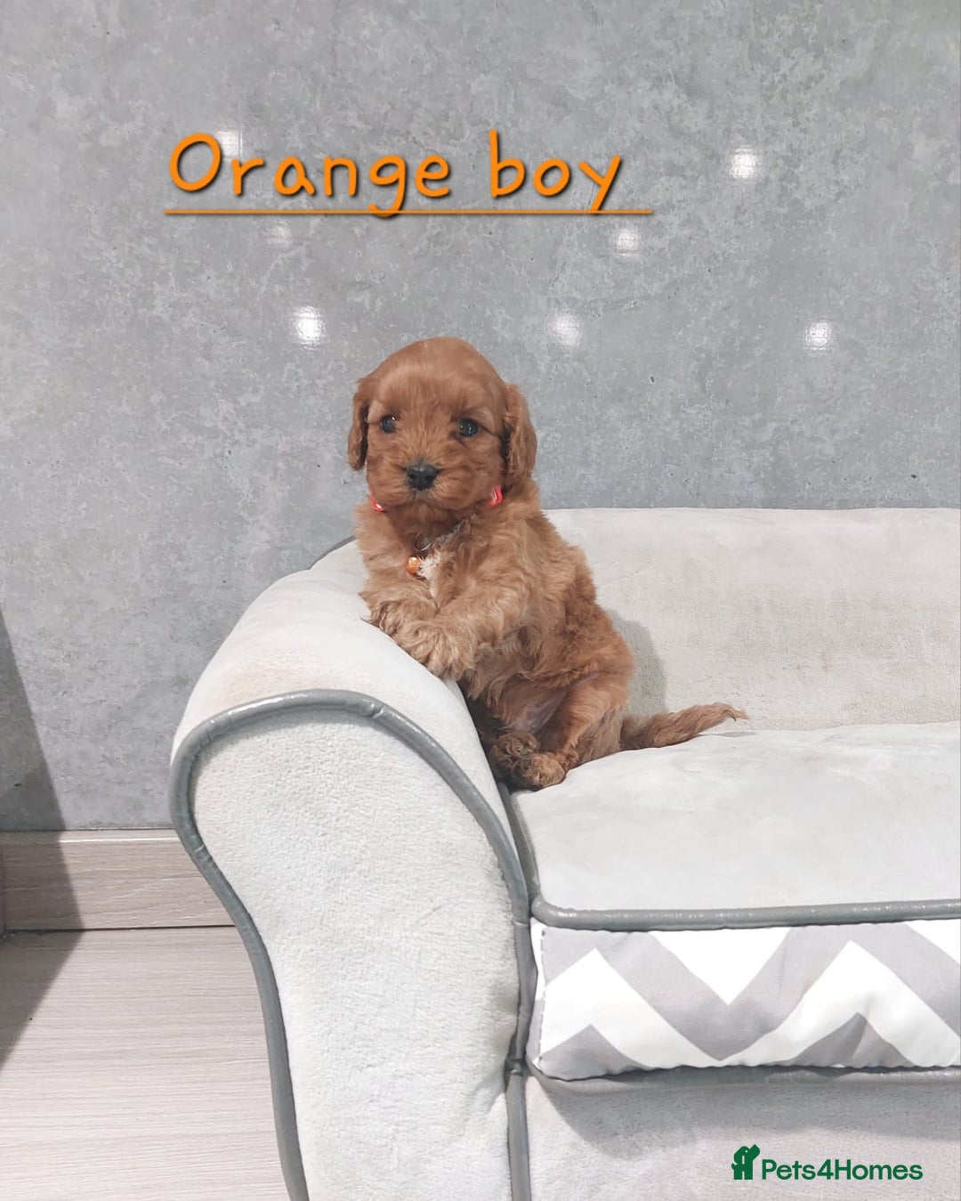 Cavapoo dogs for sale: Beautiful F1 Cavapoo puppies 🥰 - Advert 15