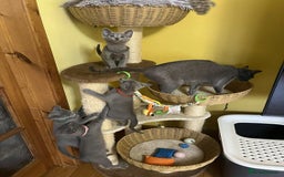 Russian Blue cats for sale: TICA REGISTERED Pure Breed Russian Blue Kittens - Image 11