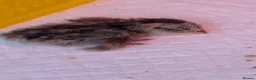 Quail poultry for sale: Pairs of Mearns Quails  - Advert 5